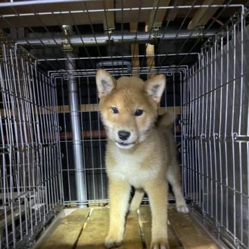 柴犬(標準サイズ)【広島県・男の子・2022年1月22日・赤】の写真「イケメンな柴犬」