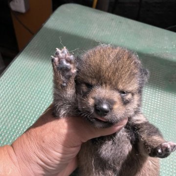 柴犬(標準サイズ)【広島県・男の子・2024年9月9日・胡麻】の写真「優良血統の胡麻柴」