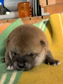 柴犬(標準サイズ)【広島県・男の子・2019年12月1日・赤】の写真「順調に育ってる健康な子犬」