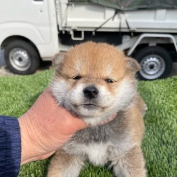 柴犬(標準サイズ)【広島県・男の子・2023年1月30日・赤】の写真「優良血統の赤柴」