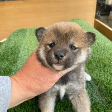 柴犬(標準サイズ)【広島県・女の子・2023年2月12日・赤】の写真「可愛い赤柴です」