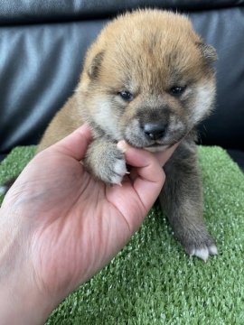 柴犬(標準サイズ)【広島県・女の子・2022年2月21日・赤】の写真「可愛い柴ちゃん」