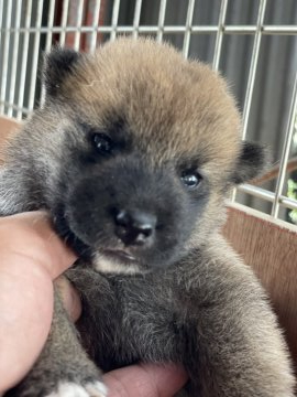 柴犬(標準サイズ)【広島県・男の子・2021年7月22日・赤】の写真「毛艶のいいイケメンなオス。小ぶり気味で可愛らし」