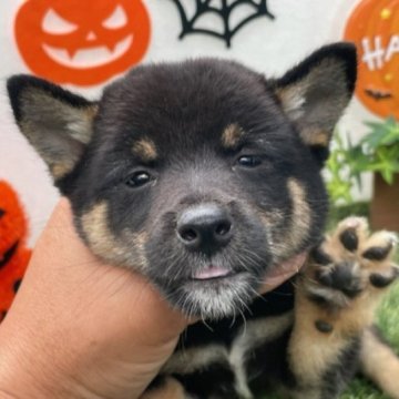 柴犬(豆柴)【広島県・男の子・2023年8月2日・黒】の写真「可愛い豆柴💕」