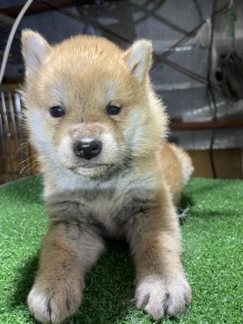 柴犬(標準サイズ)【広島県・男の子・2020年12月2日・赤】の写真「綺麗な柴犬です。」