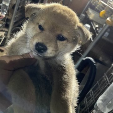 柴犬(標準サイズ)【広島県・男の子・2024年5月8日・赤】の写真「可愛い柴犬」