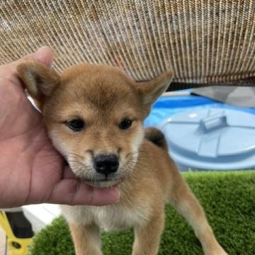 柴犬(標準サイズ)【広島県・男の子・2022年8月6日・赤】の写真「可愛い赤柴です」