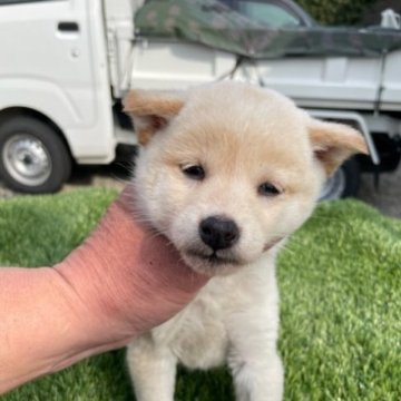 柴犬(標準サイズ)【広島県・女の子・2023年1月21日・小ぶりの白柴】の写真「小ぶりの可愛い柴犬」