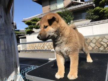 柴犬(標準サイズ)【広島県・男の子・2018年8月14日・赤】の写真「兄弟の中で一番乳もらってます。雄らしいです」