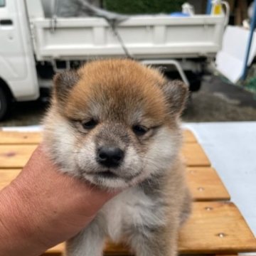 柴犬(標準サイズ)【広島県・女の子・2023年6月10日・赤】の写真「可愛い柴犬ちゃん」