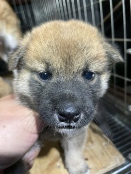 柴犬(標準サイズ)【広島県・男の子・2021年7月22日・赤】の写真「優良血統の柴犬」