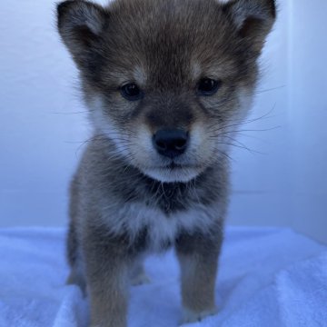 柴犬(標準サイズ)【広島県・女の子・2023年11月13日・胡麻】の写真「4兄妹唯一の女の子👸🏻」