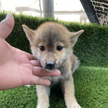 柴犬(標準サイズ)【広島県・男の子・2022年5月28日・赤】の写真「可愛い柴犬😍」