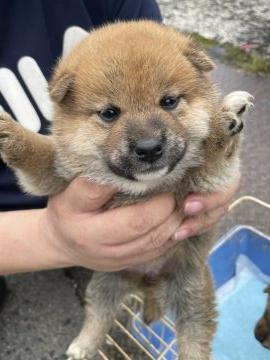 柴犬(標準サイズ)【広島県・女の子・2021年5月30日・赤】の写真「綺麗な毛艶の柴犬」