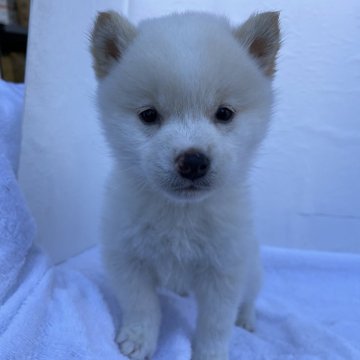 柴犬(標準サイズ)【広島県・男の子・2023年11月13日・白】の写真「4兄妹唯一の白柴👶🏻‎🤍」