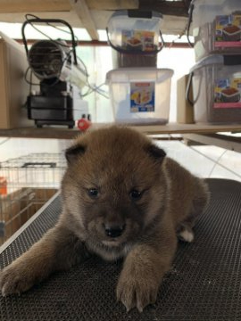 柴犬(標準サイズ)【広島県・女の子・2020年3月20日・赤】の写真「母乳たっぷりもらって免疫力抜群」