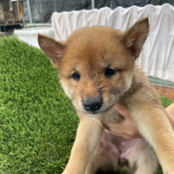 柴犬(標準サイズ)【広島県・女の子・2023年6月29日・赤】の写真「可愛い柴犬」