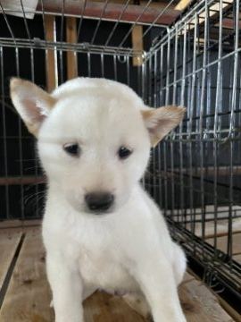 柴犬(標準サイズ)【広島県・男の子・2021年6月28日・白】の写真「可愛らしい白柴です」