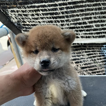 柴犬(標準サイズ)【広島県・男の子・2022年4月3日・赤】の写真「上級クラスの柴犬」