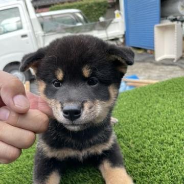 柴犬(標準サイズ)【広島県・男の子・2022年8月1日・黒】の写真「ガッチリした黒柴です」