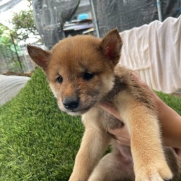 柴犬(標準サイズ)【広島県・女の子・2023年6月29日・赤】の写真「可愛い柴犬です」