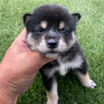 柴犬(標準サイズ)【広島県・女の子・2023年7月4日・黒】の写真「可愛い黒柴です。」