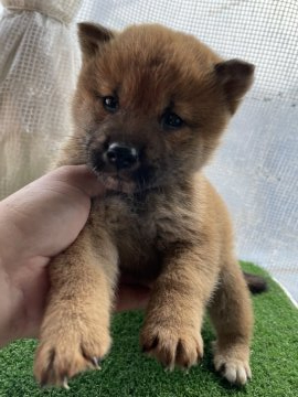 柴犬(標準サイズ)【広島県・男の子・2022年2月7日・赤】の写真「優良血統の柴犬」