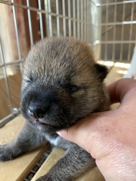 柴犬(標準サイズ)【広島県・男の子・2020年5月12日・赤】の写真「1匹子の健康優良児」