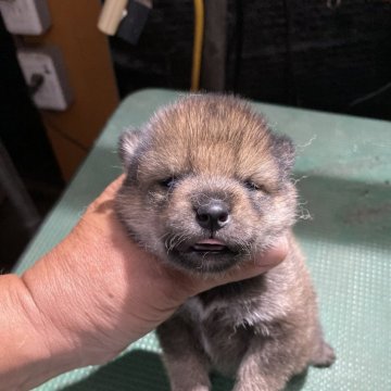 柴犬(標準サイズ)【広島県・男の子・2024年9月9日・胡麻】の写真「華麗なる胡麻柴」