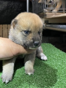 柴犬(標準サイズ)【広島県・女の子・2021年6月3日・赤】の写真「可愛い柴犬」