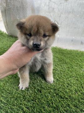 柴犬(標準サイズ)【広島県・女の子・2022年2月14日・赤】の写真「可愛い柴ちゃん」