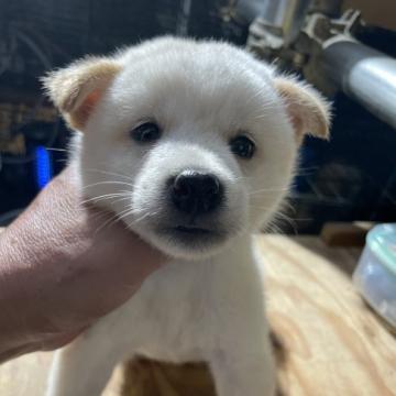 柴犬(標準サイズ)【広島県・女の子・2022年6月10日・白】の写真「可愛い白柴」