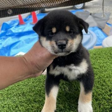 柴犬(標準サイズ)【広島県・男の子・2022年7月28日・黒】の写真「可愛い黒柴」