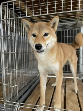 柴犬(標準サイズ)【広島県・男の子・2021年1月25日・赤】の写真「父犬　完成犬
母犬　大臣賞犬の抜群な血統です。」