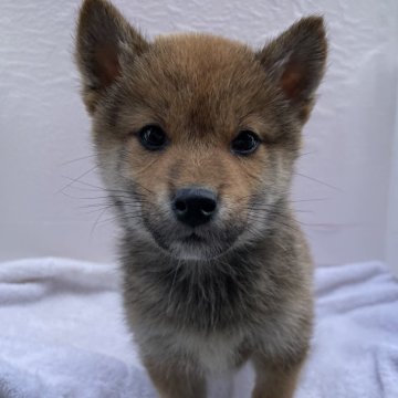 柴犬(標準サイズ)【広島県・男の子・2023年10月24日・赤】の写真「可愛い赤柴😍」