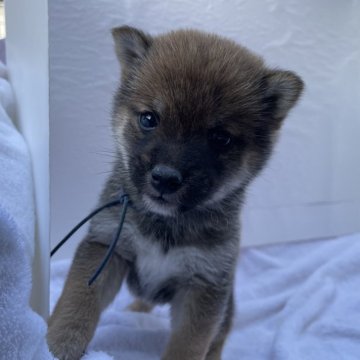 柴犬(豆柴)【広島県・男の子・2023年11月18日・赤】の写真「豆柴3兄妹」