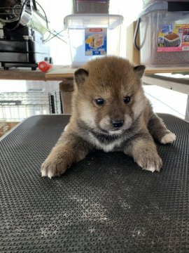 柴犬(標準サイズ)【広島県・男の子・2020年3月20日・赤】の写真「ガッチリとした柴犬に育ちそうです」