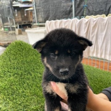 柴犬(標準サイズ)【広島県・女の子・2023年6月29日・黒】の写真「可愛い柴犬」