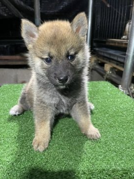 柴犬(標準サイズ)【広島県・男の子・2021年8月25日・赤】の写真「黒毛がかかった柴犬」