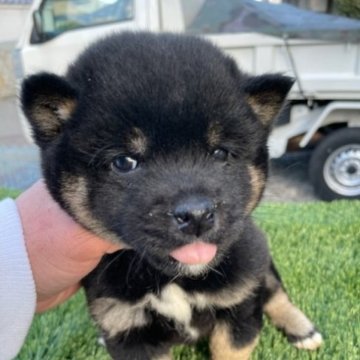 柴犬(標準サイズ)【広島県・女の子・2022年12月1日・黒】の写真「可愛い柴犬です」