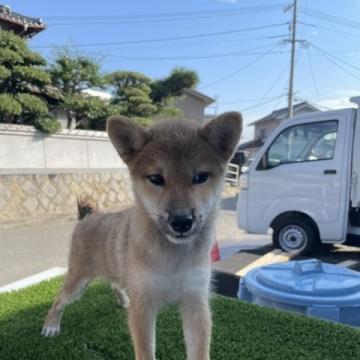 柴犬(標準サイズ)【広島県・女の子・2022年5月28日・赤】の写真「可愛い柴犬」