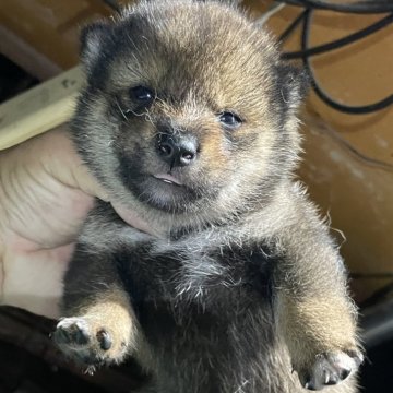 柴犬(標準サイズ)【広島県・男の子・2024年9月9日・胡麻】の写真「可愛い胡麻柴」