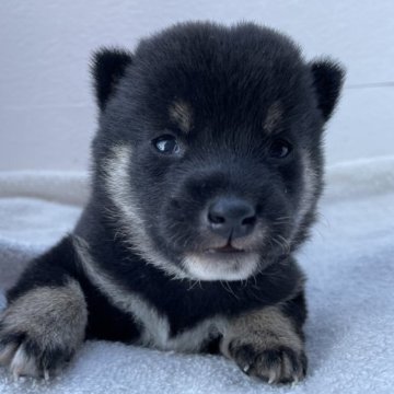 柴犬(豆柴)【広島県・女の子・2023年10月11日・黒】の写真「クリスマスセール🎅🏽ワクチン、マイクロ代サービス」