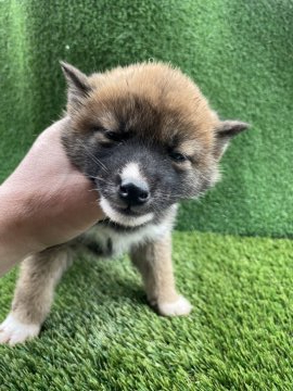 柴犬(標準サイズ)【広島県・女の子・2021年12月10日・赤】の写真「可愛いらしい柴犬」