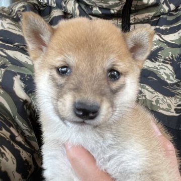 柴犬(豆柴)【広島県・男の子・2023年9月30日・赤】の写真「クリスマスセール🎅🏽ワクチン、マイクロ代サービス」