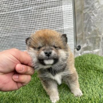 柴犬(標準サイズ)【広島県・女の子・2022年11月30日・赤】の写真「可愛い柴犬のメス」