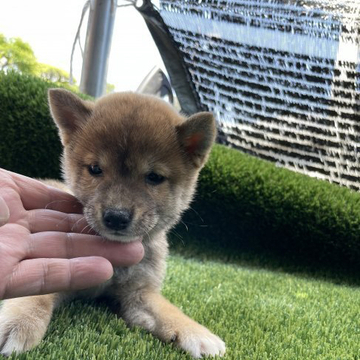 柴犬(豆柴)【広島県・男の子・2022年4月17日・赤】の写真「希少な小豆柴」