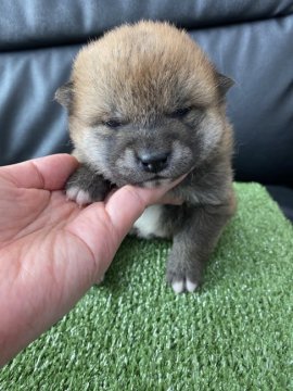 柴犬(標準サイズ)【広島県・女の子・2022年2月21日・赤】の写真「可愛い柴ちゃん」