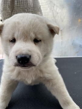 柴犬(標準サイズ)【広島県・男の子・2022年2月15日・白】の写真「可愛い白柴ちゃん」