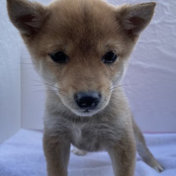 柴犬(豆柴)【広島県・女の子・2023年9月30日・赤】の写真「クリスマスセール🎅🏽ワクチン、マイクロ代サービス」